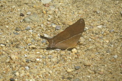 Marpesia marcella valetta