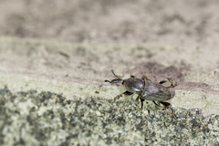 Cosmopolites sordidus