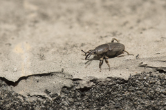 Cosmopolites sordidus