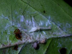 Leptopholcus borneensis