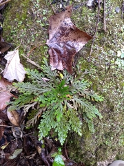 Selaginella novoleonensis