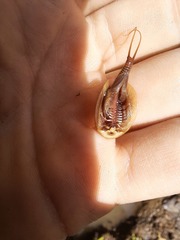 Triops cancriformis