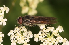 Cheilosia variabilis
