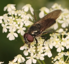 Cheilosia variabilis