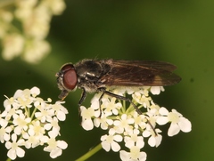 Cheilosia variabilis