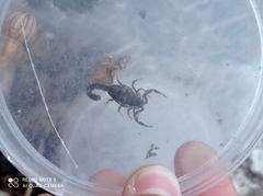 Hottentotta judaicus