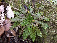 Selaginella novoleonensis