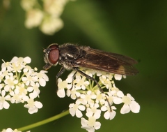 Cheilosia variabilis