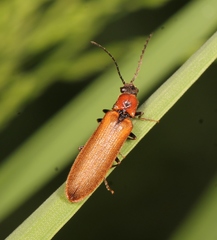 Denticollis linearis