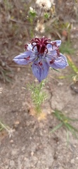 Nigella papillosa
