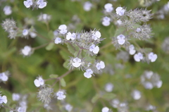 Nepeta parviflora