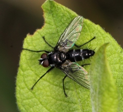 Gastrolepta anthracina