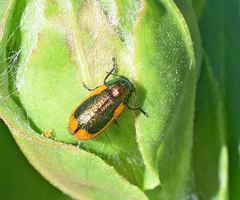 Smaragdina limbata