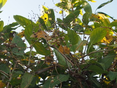 Paederia foetida