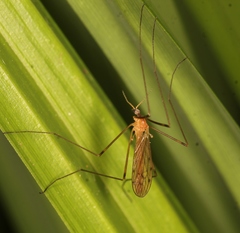 Limonia phragmitidis