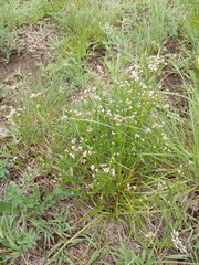 Asperula biebersteinii