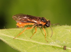 Monostegia abdominalis