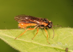 Monostegia abdominalis