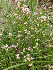 Asperula biebersteinii