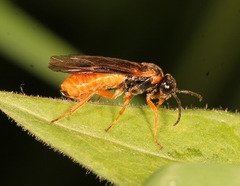 Monostegia abdominalis