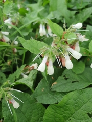 Symphytum tuberosum