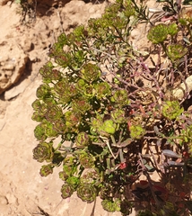 Iberis procumbens