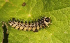 Periclista pubescens