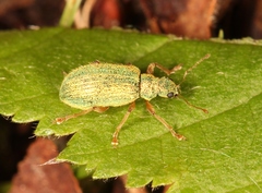 Polydrusus pterygomalis