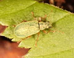 Polydrusus pterygomalis