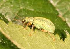 Polydrusus pterygomalis