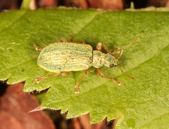 Polydrusus pterygomalis