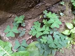 Ionoxalis