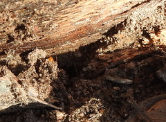 Camponotus festinatus