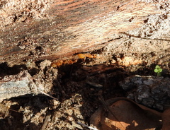 Camponotus festinatus