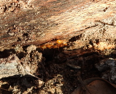 Camponotus festinatus