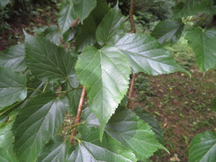 Morus indica