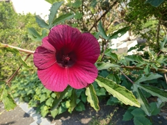 Hibiscus radiatus