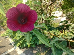 Hibiscus radiatus
