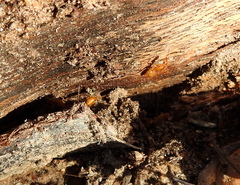 Camponotus festinatus