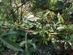 Hibiscus radiatus