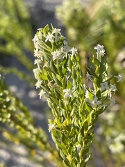 Struthiola pondoensis