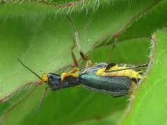 Cordylepherus sibiricus