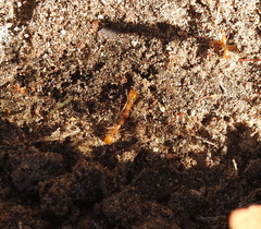 Camponotus festinatus