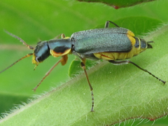 Cordylepherus sibiricus