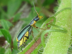 Cordylepherus sibiricus