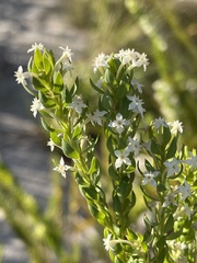 Struthiola pondoensis