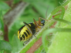 Cordylepherus sibiricus