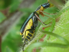 Cordylepherus sibiricus