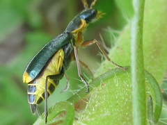 Cordylepherus sibiricus
