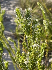 Struthiola pondoensis